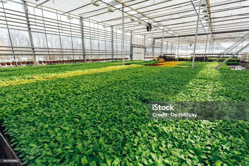 Современный питомник