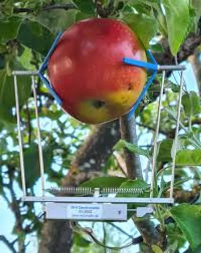 DF Fruit Dendrometer